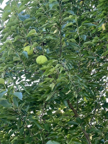 3521 Shady, LAKE CARROLL, Illinois 61046, ,Land,For Sale,Shady,202305728