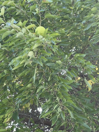 3521 Shady, LAKE CARROLL, Illinois 61046, ,Land,For Sale,Shady,202305728