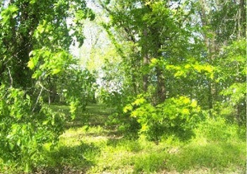 774 WESTMORE, LAKE SUMMERSET, Illinois 61019, ,Land,For Sale,WESTMORE,202400524