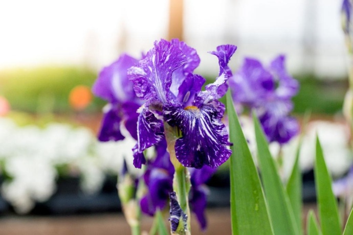 11385 US Route 20 East, STOCKTON, Illinois 61085, ,Commercial,For Sale,US Route 20 East,202403546