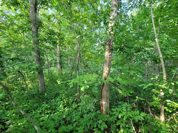43 Lookout, GALENA, Illinois 61036, ,Land,For Sale,Lookout,202404014
