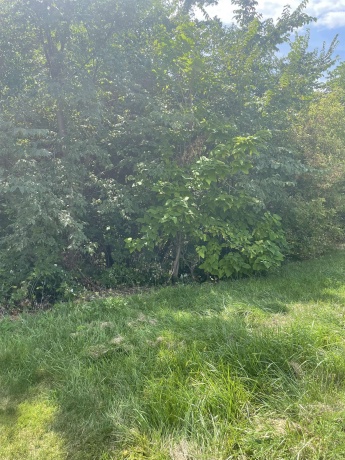 389 Wachter, GALENA, Illinois 61036, ,Land,For Sale,Wachter,202404892