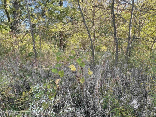 605 Blackjack, GALENA, Illinois 61036, ,Land,For Sale,Blackjack,202405885