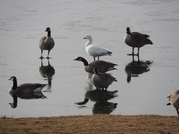 665 Lake Summerset, LAKE SUMMERSET, Illinois 61019, ,Land,For Sale,Lake Summerset,202400450