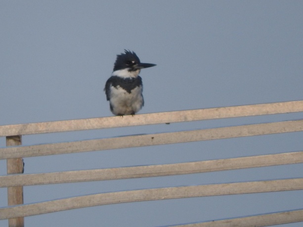 1306 Chadbourne, LAKE SUMMERSET, Illinois 61019, ,Land,For Sale,Chadbourne,202400541