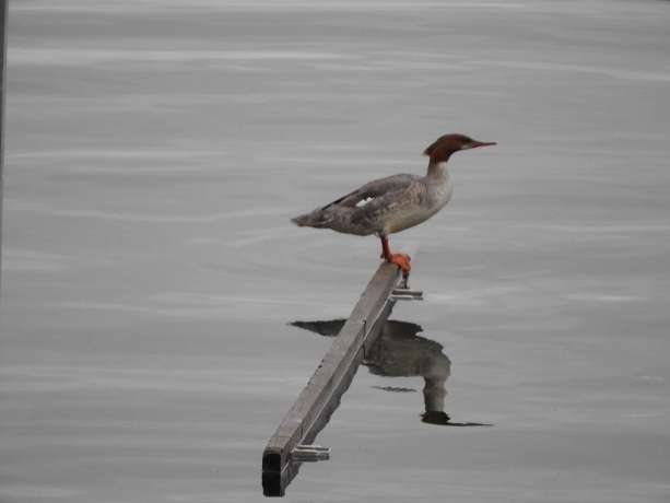 1306 Chadbourne, LAKE SUMMERSET, Illinois 61019, ,Land,For Sale,Chadbourne,202400541