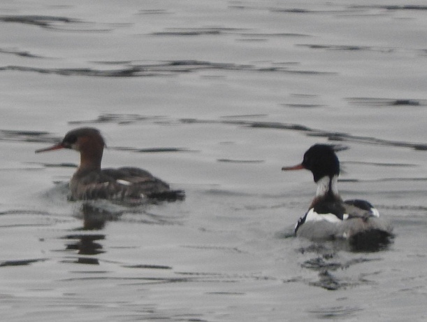 1306 Chadbourne, LAKE SUMMERSET, Illinois 61019, ,Land,For Sale,Chadbourne,202400541