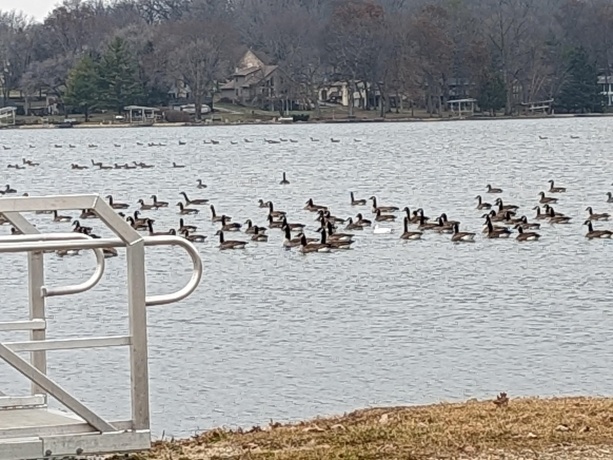 1306 Chadbourne, LAKE SUMMERSET, Illinois 61019, ,Land,For Sale,Chadbourne,202400541