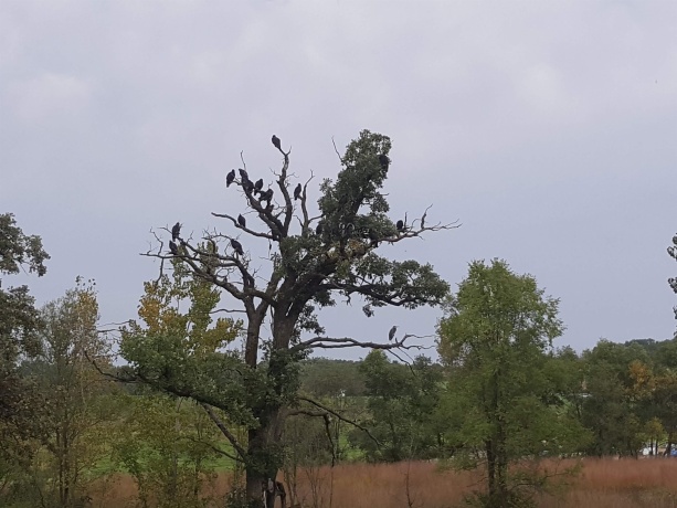 1306 Chadbourne, LAKE SUMMERSET, Illinois 61019, ,Land,For Sale,Chadbourne,202400541