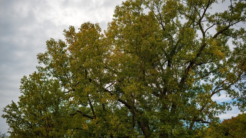 2501 US Highway 20 W, ELIZABETH, Illinois 61028, ,Land,For Sale,US Highway 20 W,202501862