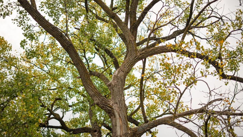 2501 US Highway 20 W, ELIZABETH, Illinois 61028, ,Land,For Sale,US Highway 20 W,202501862