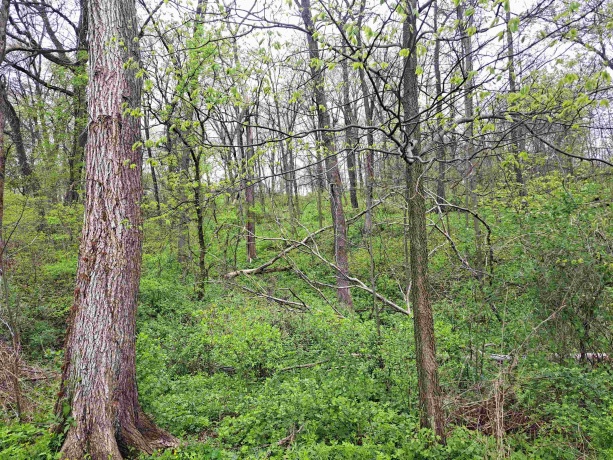 7 Hickory, GALENA, Illinois 61036, ,Land,For Sale,Hickory,202502407