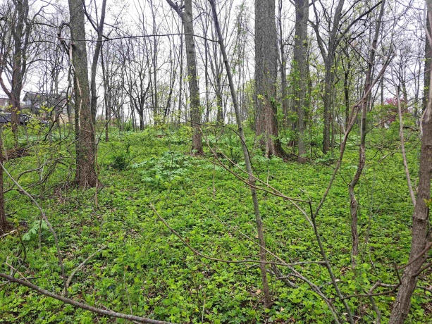 7 Hickory, GALENA, Illinois 61036, ,Land,For Sale,Hickory,202502407