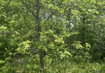 3 Orchard, GALENA, Illinois 61036, ,Land,For Sale,Orchard,202502444