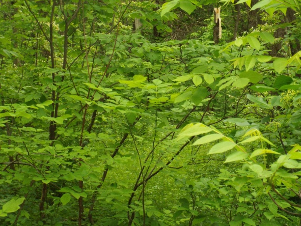 1904 US Rt 20 East, ELIZABETH, Illinois 61028, ,Land,For Sale,US Rt 20 East,202502772