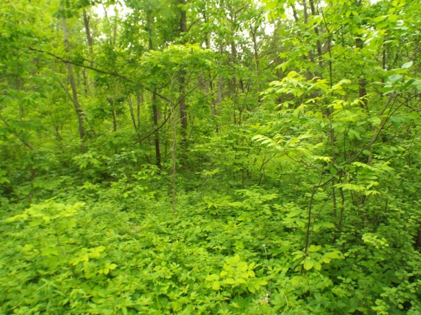 1904 US Rt 20 East, ELIZABETH, Illinois 61028, ,Land,For Sale,US Rt 20 East,202502772