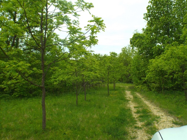 1904 US Rt 20 East, ELIZABETH, Illinois 61028, ,Land,For Sale,US Rt 20 East,202502772