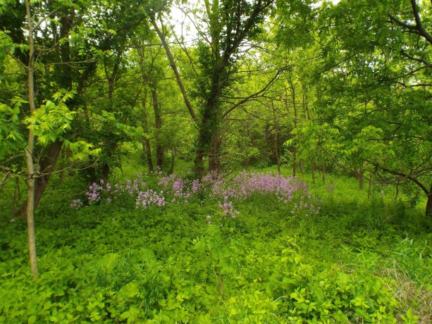 1904 US Rt 20 East, ELIZABETH, Illinois 61028, ,Land,For Sale,US Rt 20 East,202502772