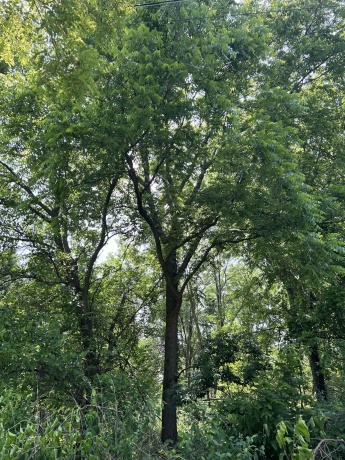 TBD US Route 20, ELIZABETH, Illinois 61028, ,Land,For Sale,US Route 20,202503258