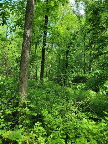 14 Cinnamon, GALENA, Illinois 61036, ,Land,For Sale,Cinnamon,202203494