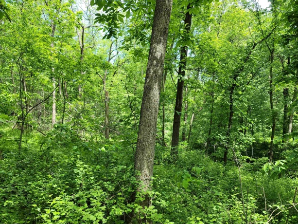 14 Cinnamon, GALENA, Illinois 61036, ,Land,For Sale,Cinnamon,202203494