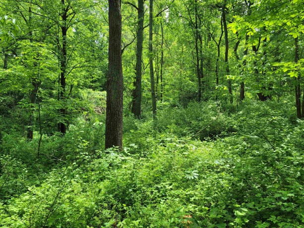 14 Cinnamon, GALENA, Illinois 61036, ,Land,For Sale,Cinnamon,202203494