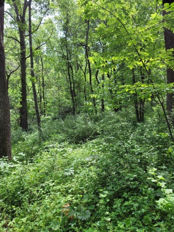 14 Cinnamon, GALENA, Illinois 61036, ,Land,For Sale,Cinnamon,202203494