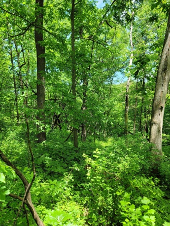 14 Cinnamon, GALENA, Illinois 61036, ,Land,For Sale,Cinnamon,202203494