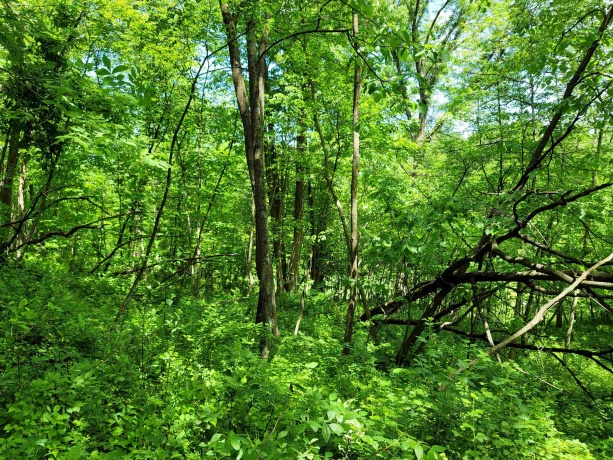 14 Cinnamon, GALENA, Illinois 61036, ,Land,For Sale,Cinnamon,202203494