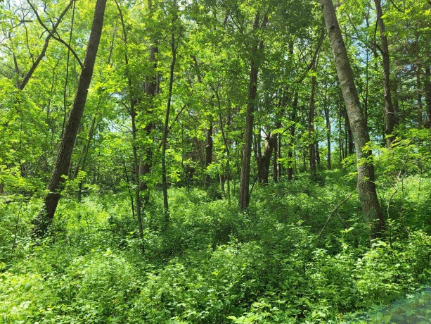 14 Cinnamon, GALENA, Illinois 61036, ,Land,For Sale,Cinnamon,202203494