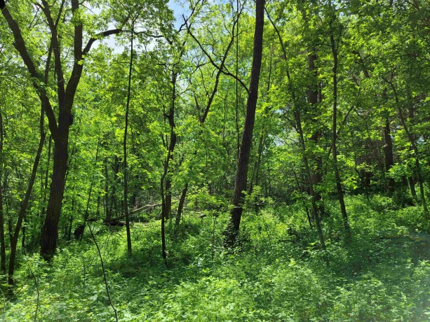 14 Cinnamon, GALENA, Illinois 61036, ,Land,For Sale,Cinnamon,202203494