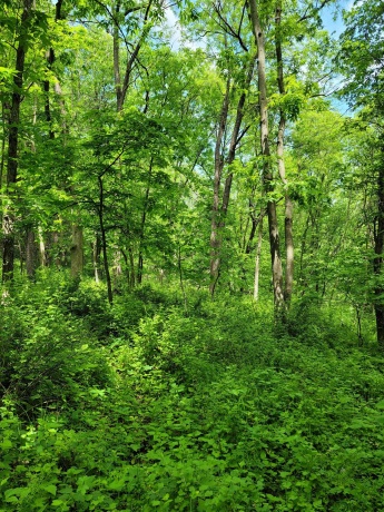 14 Cinnamon, GALENA, Illinois 61036, ,Land,For Sale,Cinnamon,202203494