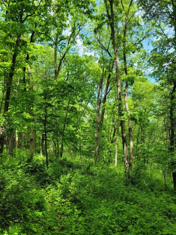 14 Cinnamon, GALENA, Illinois 61036, ,Land,For Sale,Cinnamon,202203494