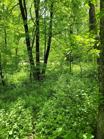 14 Cinnamon, GALENA, Illinois 61036, ,Land,For Sale,Cinnamon,202203494