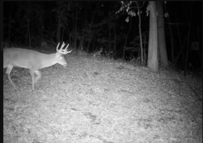 78+/- Acres TBD Blanding, HANOVER, Illinois 61041, ,Land,For Sale,Blanding,202503999