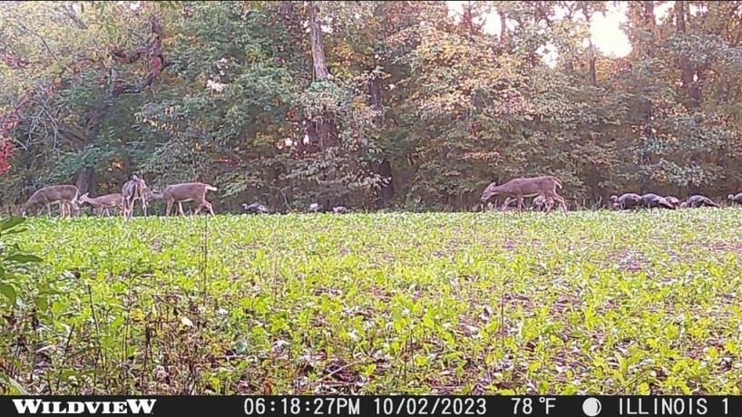 78+/- Acres TBD Blanding, HANOVER, Illinois 61041, ,Land,For Sale,Blanding,202503999