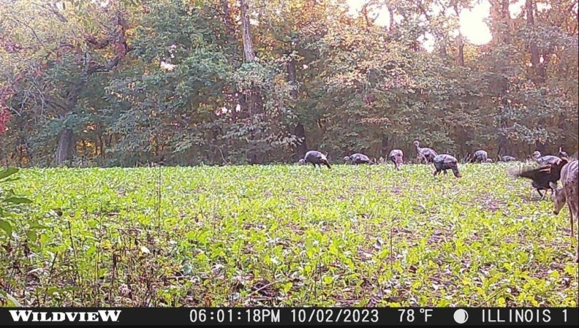 78+/- Acres TBD Blanding, HANOVER, Illinois 61041, ,Land,For Sale,Blanding,202503999