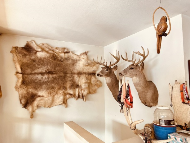 14190 Goldmine, PEARL CITY, Illinois 61062, 2 Bedrooms Bedrooms, ,1 BathroomBathrooms,House,For Sale,Goldmine,202400135