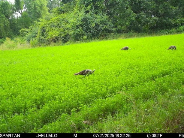 000 Mountain, FREEPORT, Illinois 61032, ,Land,For Sale,Mountain,202504344