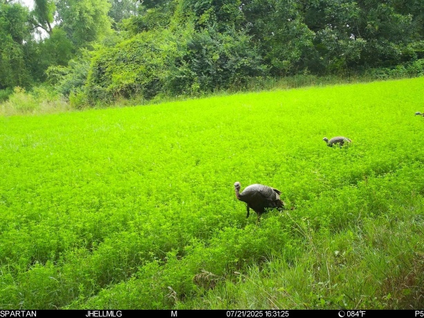 000 Mountain, FREEPORT, Illinois 61032, ,Land,For Sale,Mountain,202504344