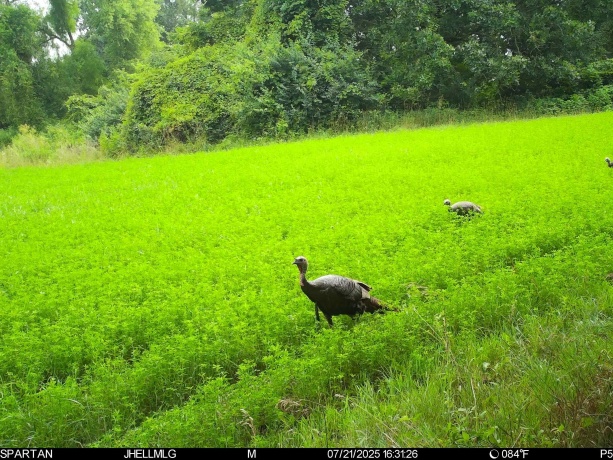 000 Mountain, FREEPORT, Illinois 61032, ,Land,For Sale,Mountain,202504344