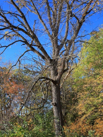 000 Mountain, FREEPORT, Illinois 61032, ,Land,For Sale,Mountain,202504344