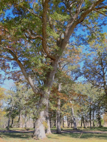 4500 River, RIDOTT, Illinois 61067, ,Land,For Sale,River,202504720