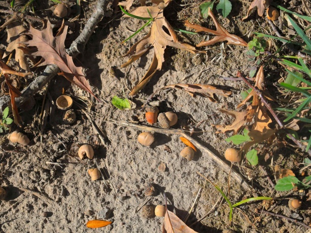 4500 River, RIDOTT, Illinois 61067, ,Land,For Sale,River,202504720