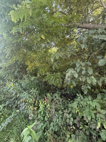 114 Glen Hollow, GALENA, Illinois 61036, ,Land,For Sale,Glen Hollow,202505339