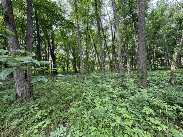 0 Fairview Rd., FREEPORT, Illinois 61032, ,Land,For Sale,Fairview Rd.,202504855