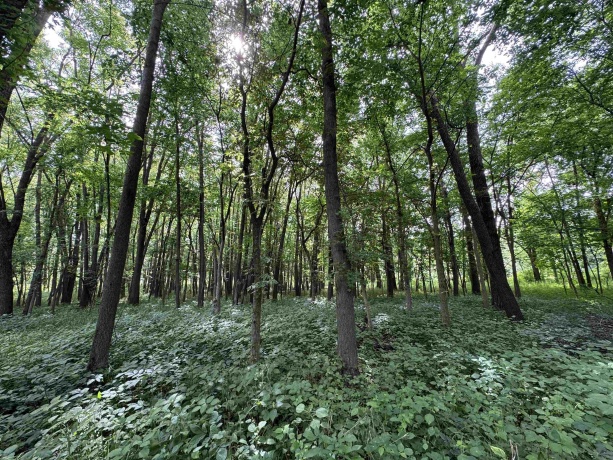 0 Fairview Rd., FREEPORT, Illinois 61032, ,Land,For Sale,Fairview Rd.,202504855