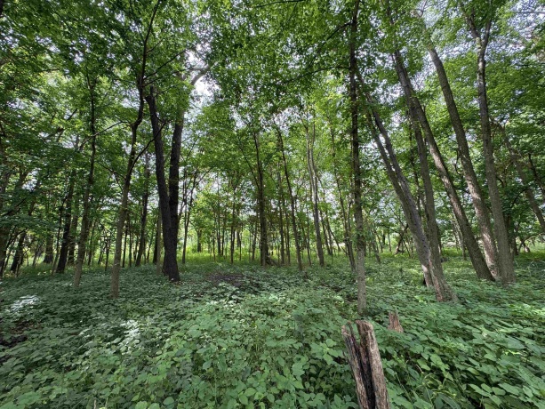 0 Fairview Rd., FREEPORT, Illinois 61032, ,Land,For Sale,Fairview Rd.,202504855