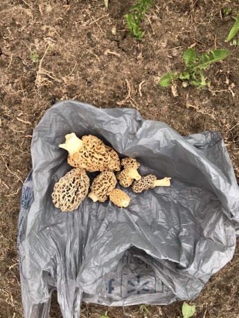 0 Fairview Rd., FREEPORT, Illinois 61032, ,Land,For Sale,Fairview Rd.,202504855