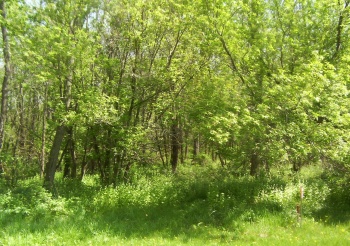 19-57 Woodland, LAKE CARROLL, Illinois 61046, ,Land,For Sale,Woodland,202505386